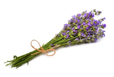 Lavanta çiçek beyaz bir arka plan üzerinde izole demet. Tıbbi otlar. Çiçek buketi, desen, nesne. Düz yatıyordu, en iyi görünümü