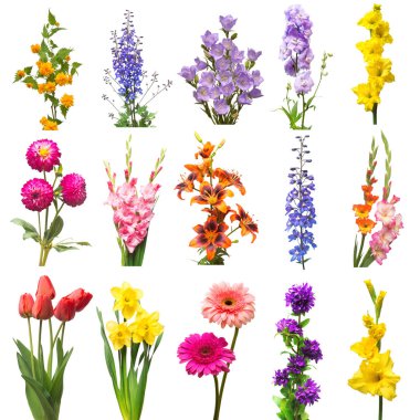 Koleksiyon güzel çeşitli delphinium, Glayöl, lily, kerria japonica, nergis, gerbera, çan ve beyaz arka plan üzerinde izole lale çiçekler. Düz yatıyordu, en iyi görünümü