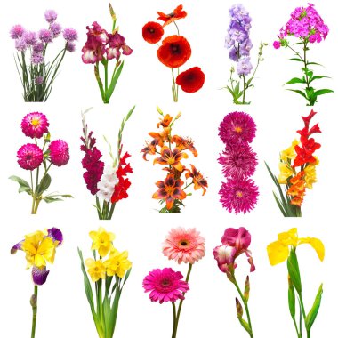 Koleksiyon güzel çiçekler çeşitli phlox, delphinium, Glayöl, lily, haşhaş, nergis, gerbera, beyaz arka plan üzerinde izole krizantem. Düz yatıyordu, en iyi görünümü