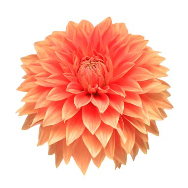Çiçek güzel turuncu dahlia makro doğanın beyaz arka plan üzerinde izole. Çiçek desenli, nesne. Botanik, kavram, fikir. 