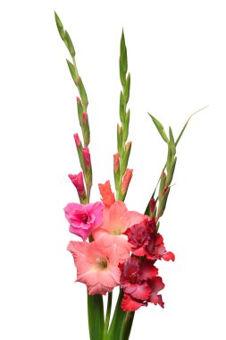 Güzel buket beyaz arka plan üzerinde izole çok renkli Glayöl çiçek. Düz yatıyordu, en iyi görünüm. Çiçek desenli, nesne