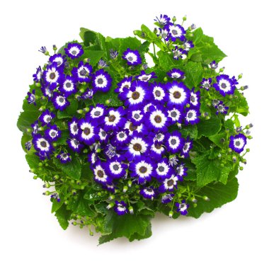 Bouquet blue flowers cineraria with leaves isolated on white background. Flat lay, top view clipart