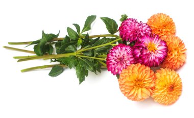 Çiçek güzel turuncu ve Pembe buket dahlia makro doğanın beyaz arka plan üzerinde izole. Botanik, kavram, flora, fikir. Pon pon formu