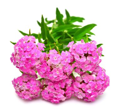 Beyaz arka planda izole edilmiş zarif pembe karanfil buketi. Güzel çiçek kompozisyonu deseni. Çiçekler, nesne. Düz yatış, üst görünüm