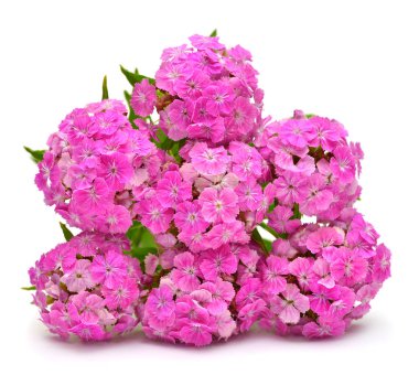 Beyaz arka planda izole edilmiş zarif pembe karanfil buketi. Güzel çiçek kompozisyonu deseni. Çiçekler, nesne. Düz yatış, üst görünüm