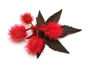 Castor oil plant, fruit Ricinus communis isolated on white background. Floral pattern, object. Flat lay, top view clipart