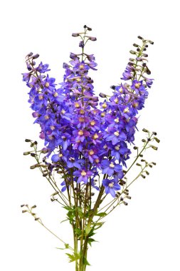 Güzel mavi delphinium çiçek beyaz arka plan üzerinde izole. Düz yatıyordu, en iyi görünüm. Çiçek desenli, nesne. Doğa kavramı
