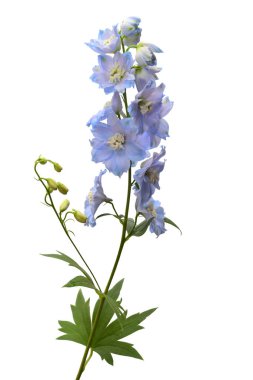Güzel mavi delphinium çiçek beyaz arka plan üzerinde izole. Düz yatıyordu, en iyi görünüm. Çiçek desenli, nesne. Doğa kavramı