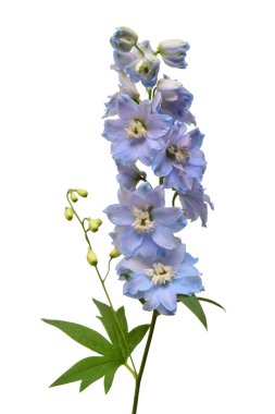 Güzel mavi delphinium çiçek beyaz arka plan üzerinde izole. Düz yatıyordu, en iyi görünüm. Çiçek desenli, nesne. Doğa kavramı