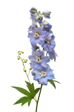 Beautiful blue delphinium flower isolated on white background. Flat lay, top view. Floral pattern, object. Nature concept clipart