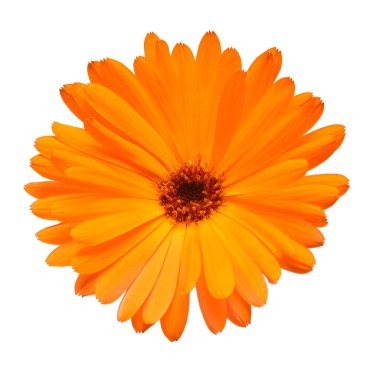 Beyaz arka plan üzerinde izole calendula officinalis çiçek. Marigolds, şifalı bitkiler. Altın yaprakları. Düz yatıyordu, en iyi görünüm. Çiçek desenli, nesne