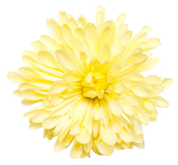 Crisantemos Amarillos Aislados Sobre Fondo Blanco Flores Asiento Plano Vista —  Fotos de Stock
