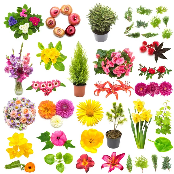 Kreatives Frühlingskonzept Aus Pflanzen Sammlung Von Blumen Blättern Wacholder Kiefern — Stockfoto