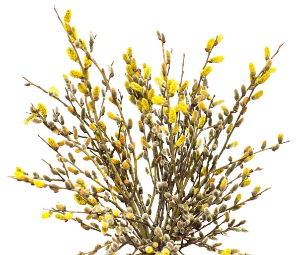 Willow Twijgen Geïsoleerd Een Witte Achtergrond Lente Bloeiende Bomen Bloemen — Stockfoto