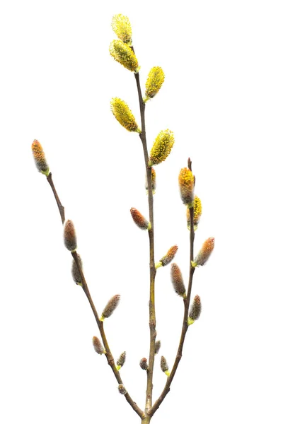 在白色背景上分离的柳树枝 春天开花的树木 顶部视图 — 图库照片