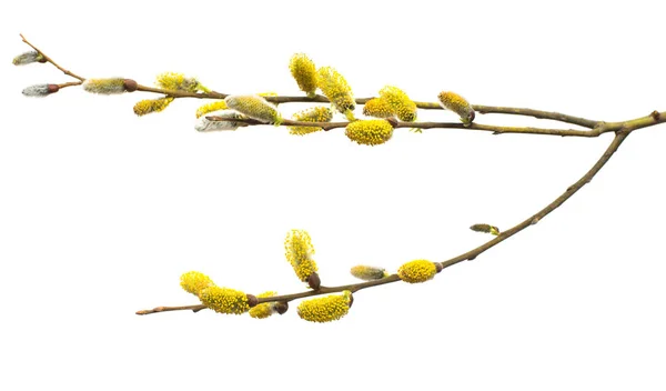 Galhos Salgueiro Isolados Fundo Branco Floração Primavera Árvores Flores Blossom — Fotografia de Stock