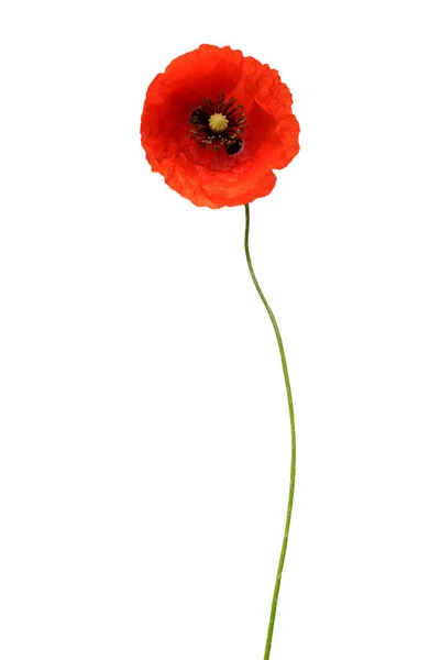 Прекрасний Дикий Червоний Мак Ізольований Білому Тлі Квітка Плоский Прошарок — стокове фото