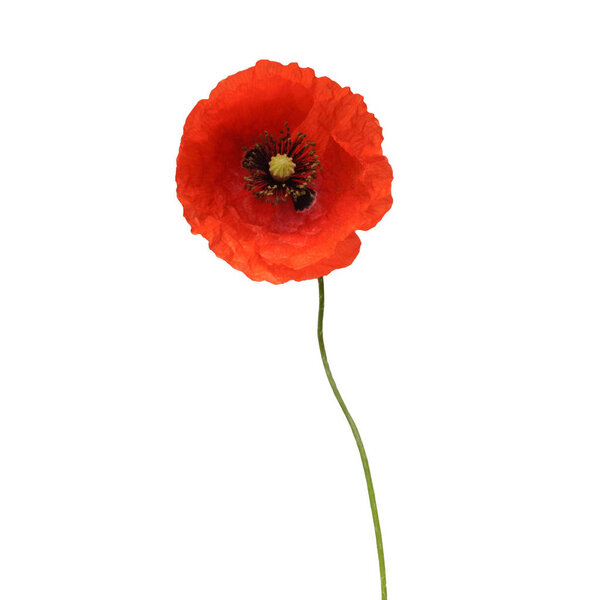 Beautiful wild red poppy isolated on a white background. Flower. Flat lay, top view