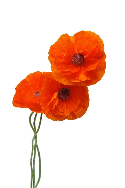 Flowers Poppies Isolated White Background Flat Lay Top View — Stock Photo, Image