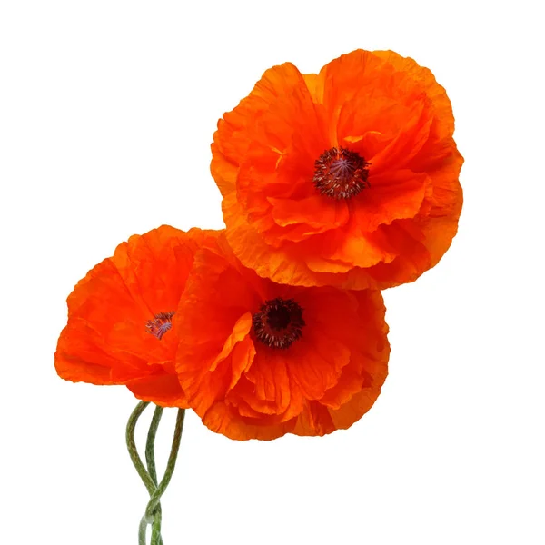 Flowers Poppies Isolated White Background Flat Lay Top View — Stock Photo, Image