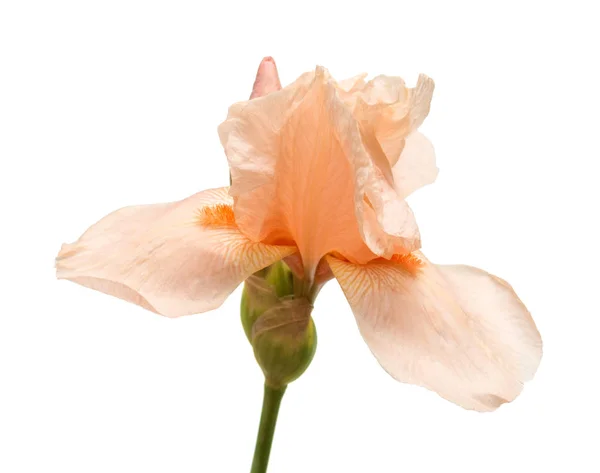 Bellissimo Fiore Iris Giallo Rosa Isolato Sfondo Bianco Foto Macro — Foto Stock