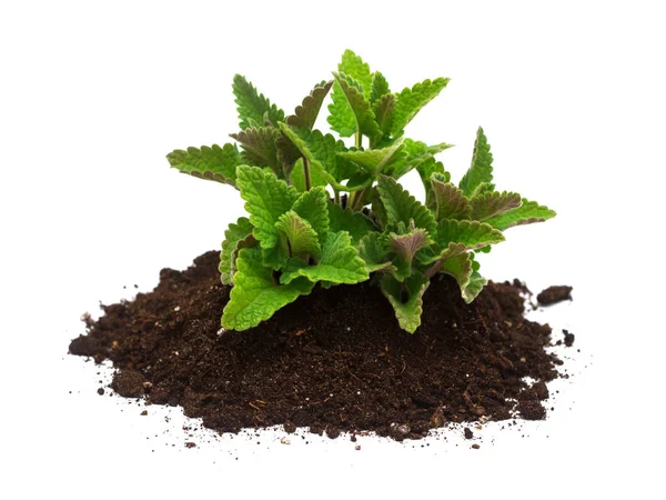 Seedling Growing Pile Soil Isolated White Background Flat Lay Top — Stock Photo, Image