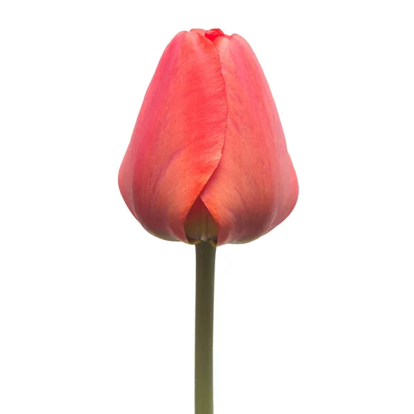 Fiore Tulipano Rosso Isolato Sfondo Bianco Natura Morta Matrimonio Posa — Foto Stock