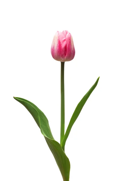 Lyserød Tulipan Blomst Isoleret Hvid Baggrund Stille Liv Bryllup Flad - Stock-foto