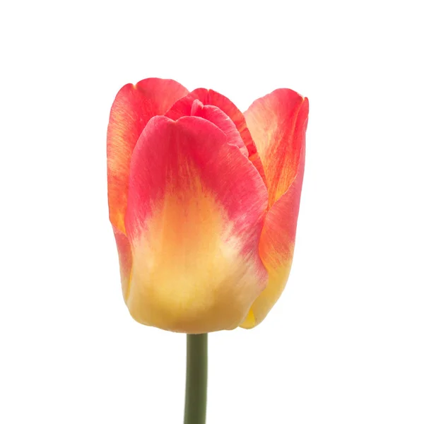 One Yellow Red Tulip Flower Isolated White Background Still Life — Stock Photo, Image