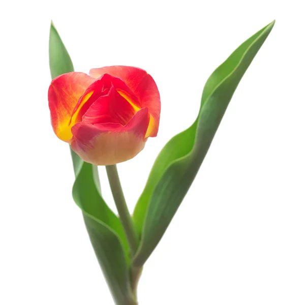 Satu Bunga Tulip Kuning Merah Terisolasi Pada Latar Belakang Putih — Stok Foto