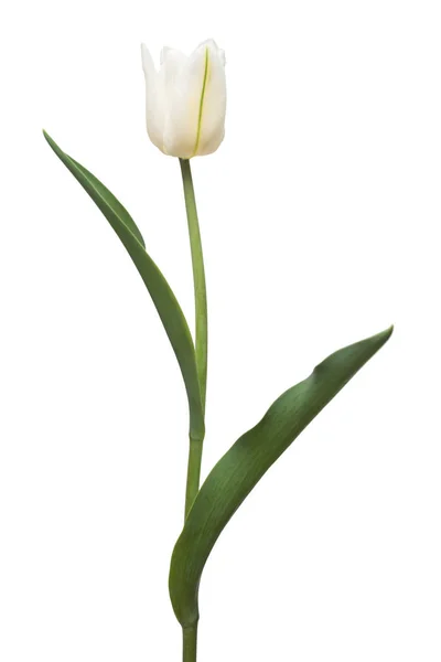 白い背景に1つの白いチューリップの花を孤立させます まだ生きてる結婚式 フラットレイアウト トップビュー — ストック写真
