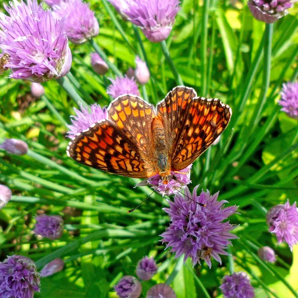 Güzel Kelebek Çiçek Makro Üzerinde — Stok fotoğraf