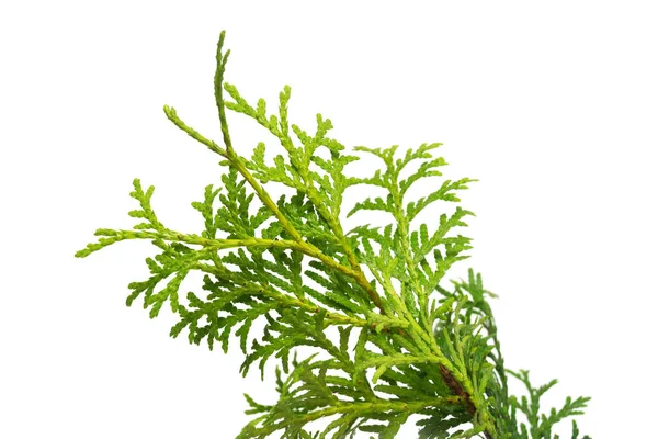 Branch Occidentalis Smaragd Thuja Isolated White Background Coniferous Trees Winter — Stock Photo, Image