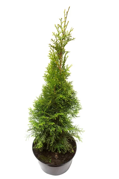 Thuja Occidentalis Spiralis Vaso Isolato Fondo Bianco Conifere Posa Piatta — Foto Stock