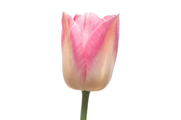 Fiore Tulipano Rosa Isolato Sfondo Bianco Natura Morta Matrimonio Posa — Foto Stock