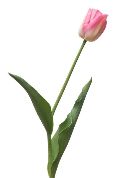 Uma Flor Tulipa Rosa Isolada Fundo Branco Vida Morta Casamento — Fotografia de Stock