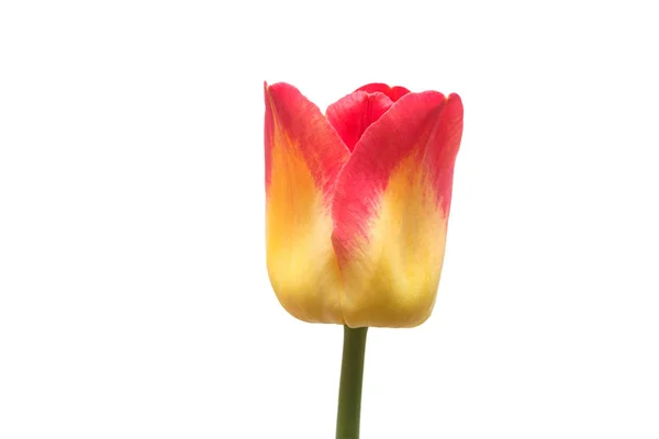 One Yellow Red Tulip Flower Isolated White Background Still Life — Stock Photo, Image