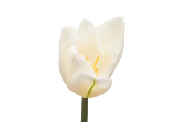 Fiore Tulipano Bianco Isolato Sfondo Bianco Natura Morta Matrimonio Posa — Foto Stock