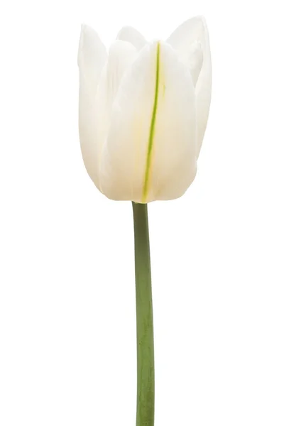 Fiore Tulipano Bianco Isolato Sfondo Bianco Natura Morta Matrimonio Posa — Foto Stock