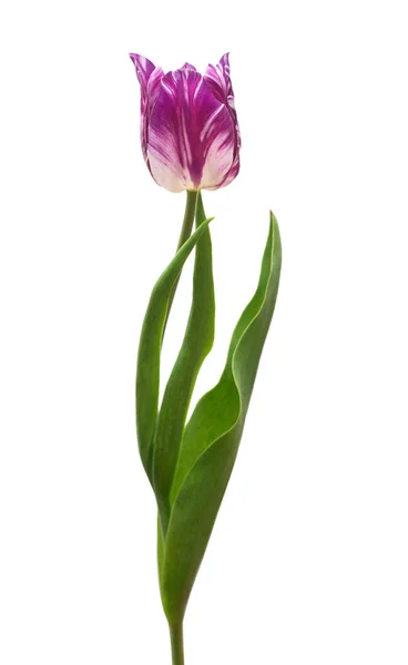Tulipano Viola Strisce Isolato Sfondo Bianco Bellissimo Fiore Posa Piatta — Foto Stock