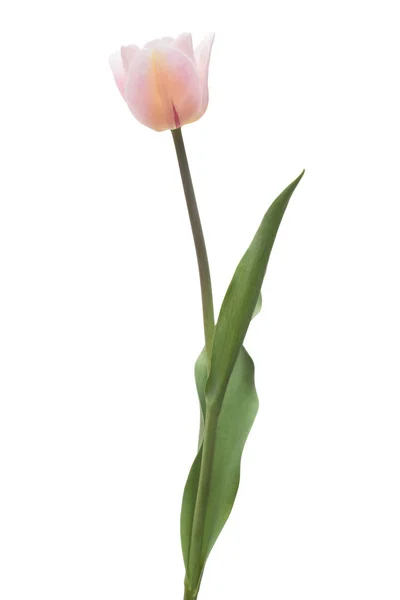 Een Roze Tulpenbloem Geïsoleerd Witte Achtergrond Stilleven Bruiloft Vlakke Lay — Stockfoto