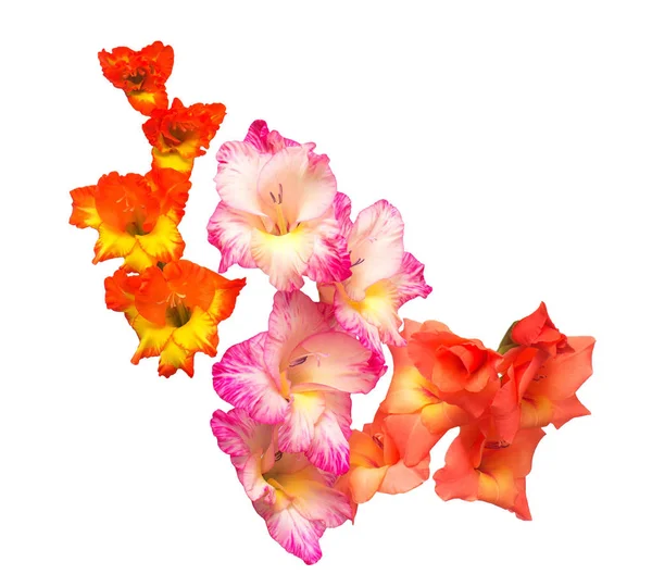 Schöner Strauß Mehrfarbiger Gladiolenblüten Isoliert Auf Weißem Hintergrund Gelb Rot — Stockfoto