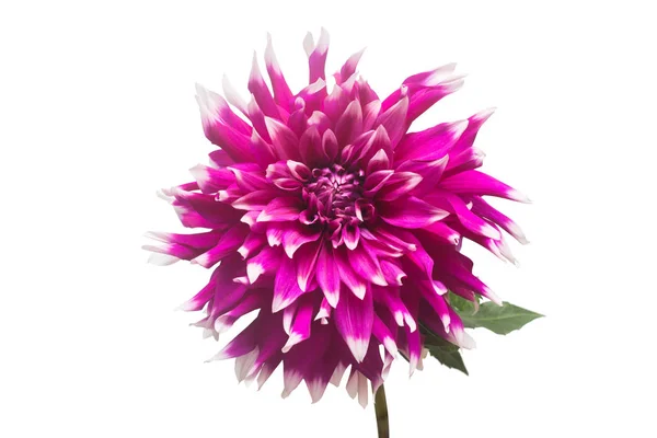 Beyaz Arka Plan Üzerinde Izole Çeşitli Renkler Makro Dahlia Çiçeği — Stok fotoğraf