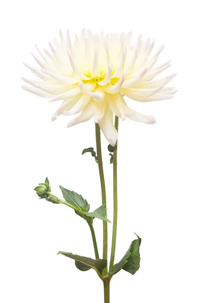 Witte Gele Bloem Dahlia Geïsoleerd Een Witte Achtergrond Plat Lag — Stockfoto