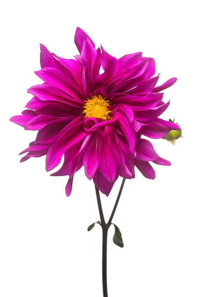 紫色大丽花花宏在白色背景上分离 植物学 顶部视图 — 图库照片
