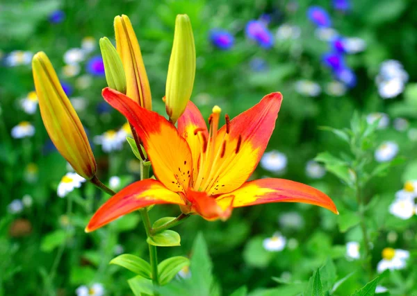 Virágai Piros Sárga Liliom Kert Tigris Szín Tűz — Stock Fotó