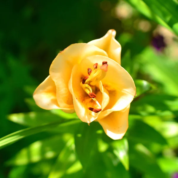 Blütenlilie Erinnert Eine Rose Garten — Stockfoto