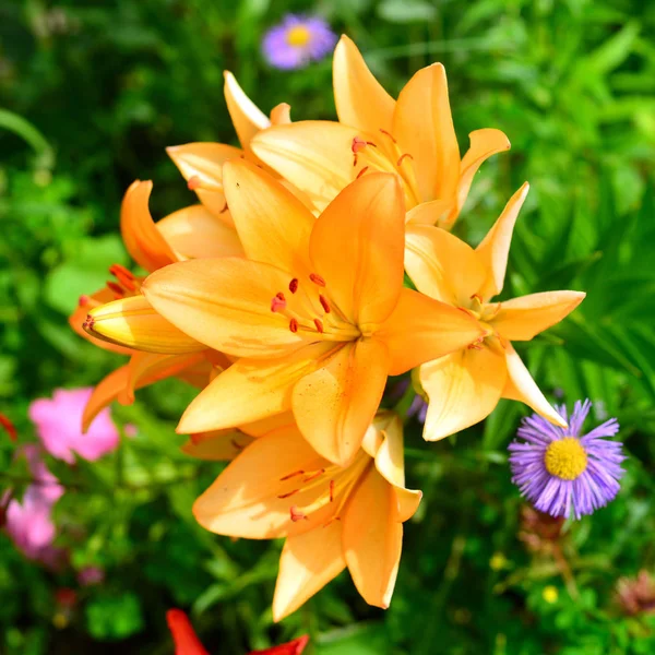 Blüten Orangefarbener Asiatischer Lilien Garten — Stockfoto