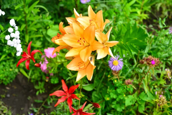 Квіти Апельсинових Азіатських Лілій Саду — стокове фото