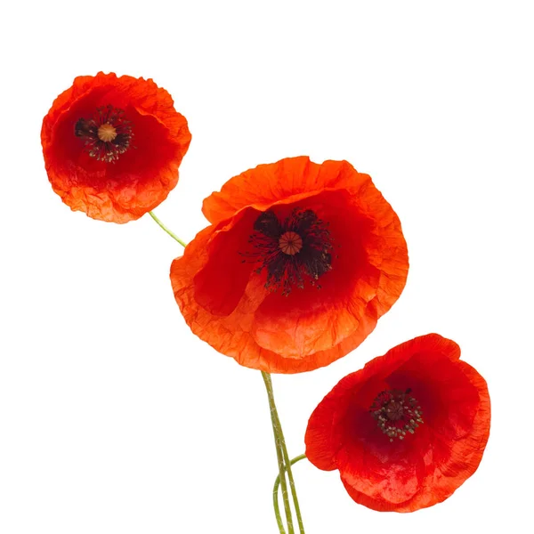 Bouquet Wild Red Poppy Flower Isolated White Background Flat Lay — Stock Photo, Image